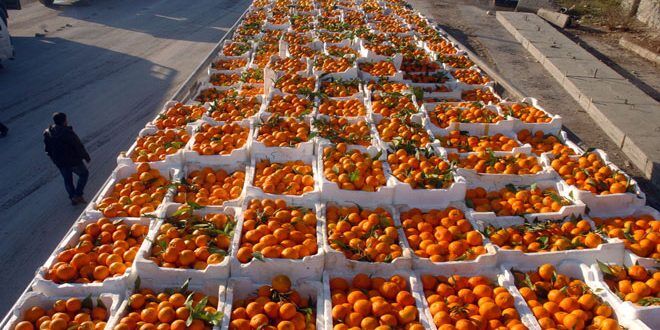 یک‌هزار تن نارنگی مازندران به خارج کشور صادر شد