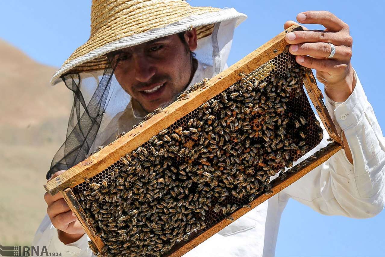 امسال ۶ هزار و ۳۸۰ تن عسل در مازندران تولید شد