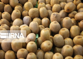باغداران کیوی مازندران چوب حراج به محصول خود نزنند