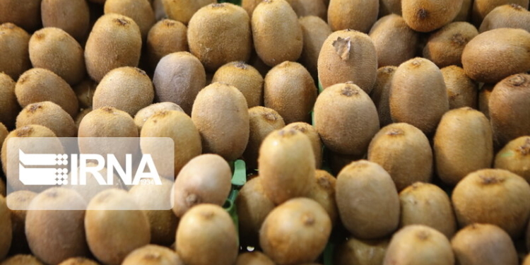 باغداران کیوی مازندران چوب حراج به محصول خود نزنند