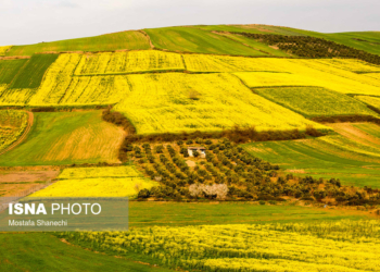 خسارت ۱۹۷ میلیون تومانی به مزارع کشاورزی کلزا