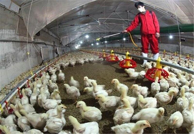 صنعت طیور مازندران پاک از آنفلوانزای مرغی است