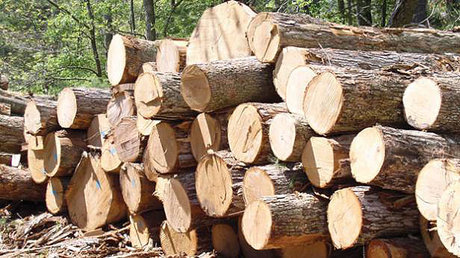 قاچاق چوب از درختان جنگل قربانی می‌گیرد
