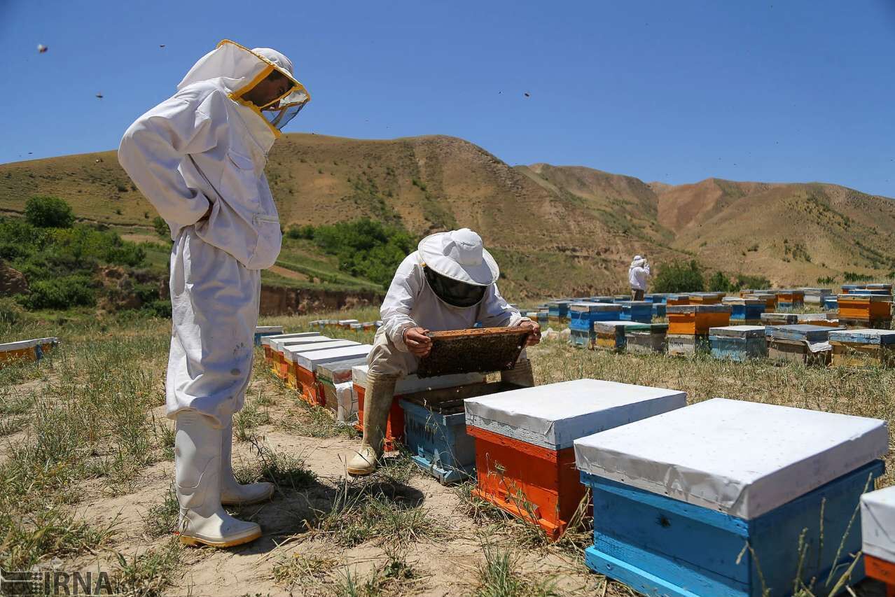 مازندران ۱۰ درصد عسل کشور را تولید می‌کند