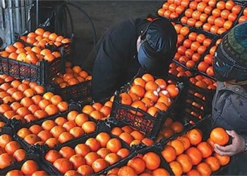 کشف ۱۳تن پرتقال رنگ شده با مواد غیر بهداشتی در میاندرود