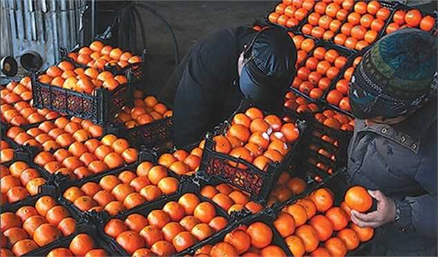 کشف ۱۳تن پرتقال رنگ شده با مواد غیر بهداشتی در میاندرود