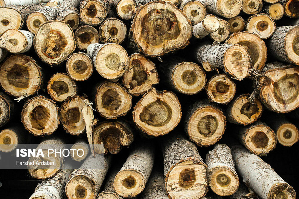 کشف ۴ تن چوب جنگلی قاچاق در تنکابن