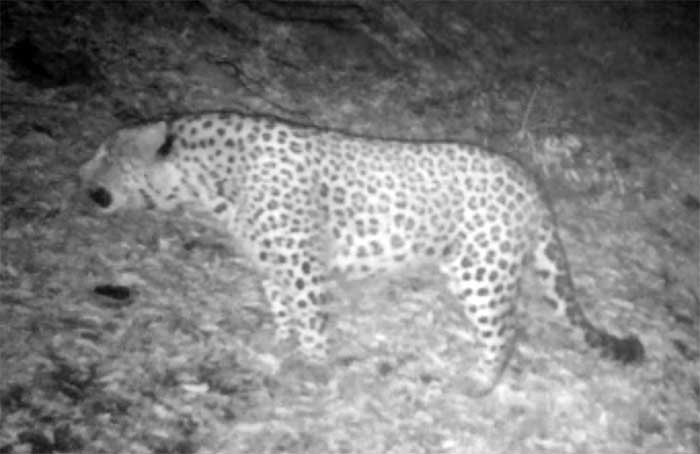 ثبت لحظه ای زیبا از رفتار پلنگ توسط دوربین تله ای از گروه چکاد ساری