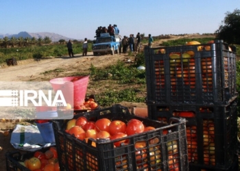 افزایش قیمت کالاهای فصلی ارتباطی با نرخ بنزین ندارد