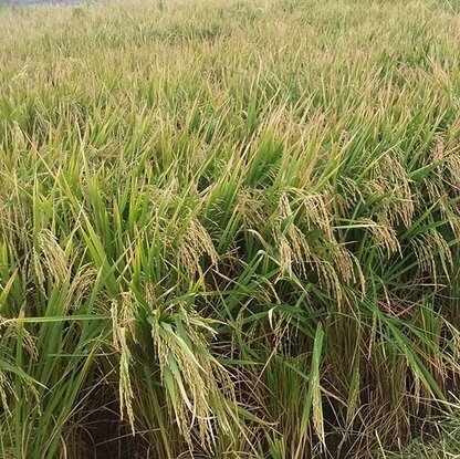 تولید برنج متحمل به شوری برکت در مازندران