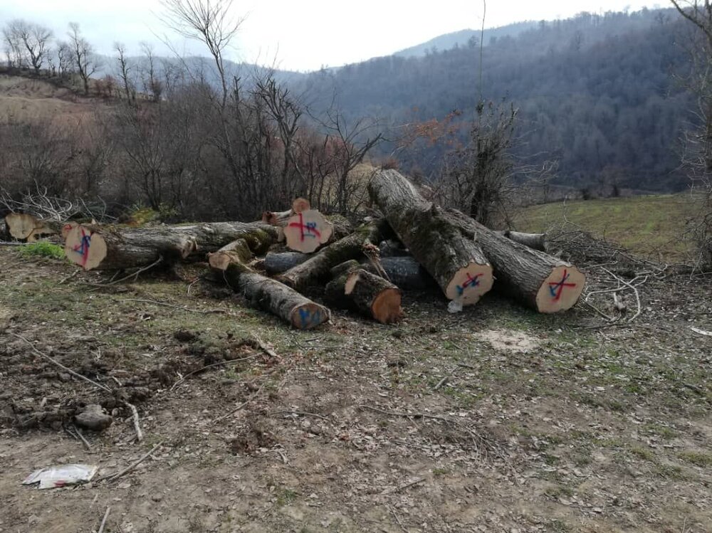 کشف ۸.۳ متر مکعب چوب آلات جنگلی در بهشهر