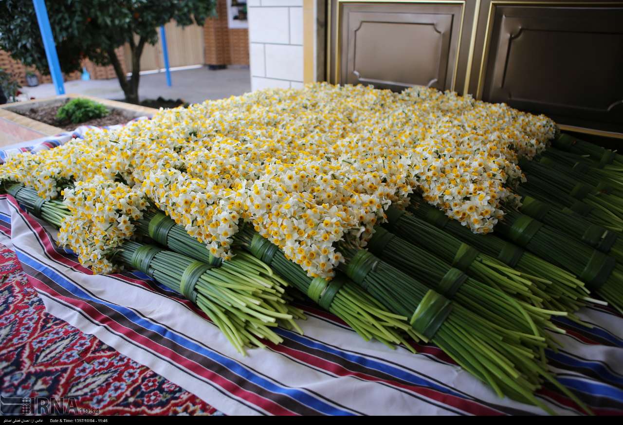 گل نرگس مازندران صادراتی می‌شود
