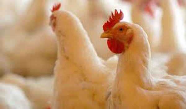 بیش از ۲ هزار بهره‌بردار مرغ گوشتی در مازندران فعالیت می‌کنند 