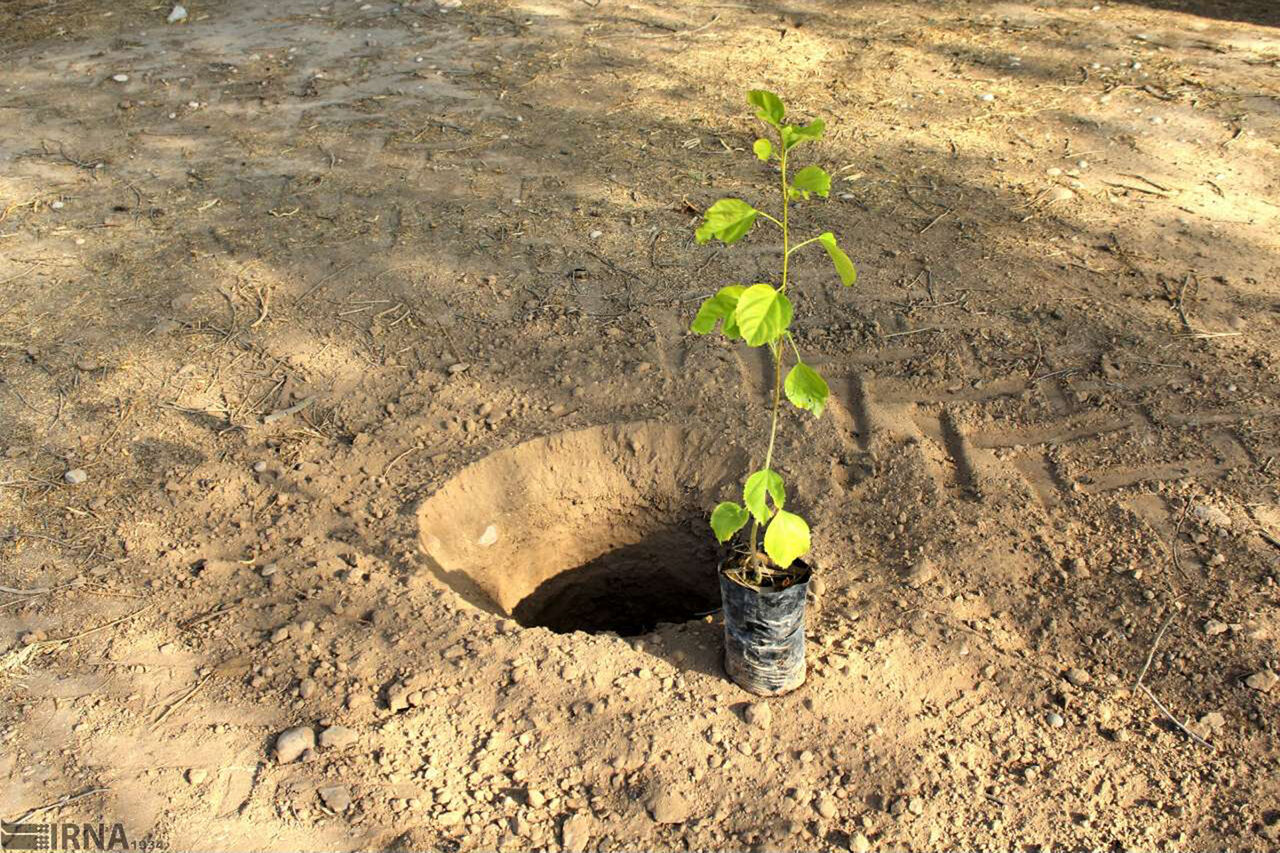 تغییر اقلیم و جابه جایی زمان کاشت درخت در مازندران