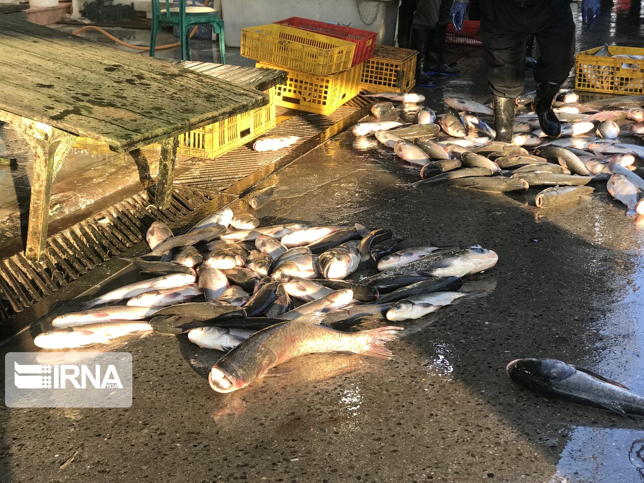 حاشیه‌نشینی بازار ماهی فریدونکنار با میدان‌داری پرنده‌فروشان