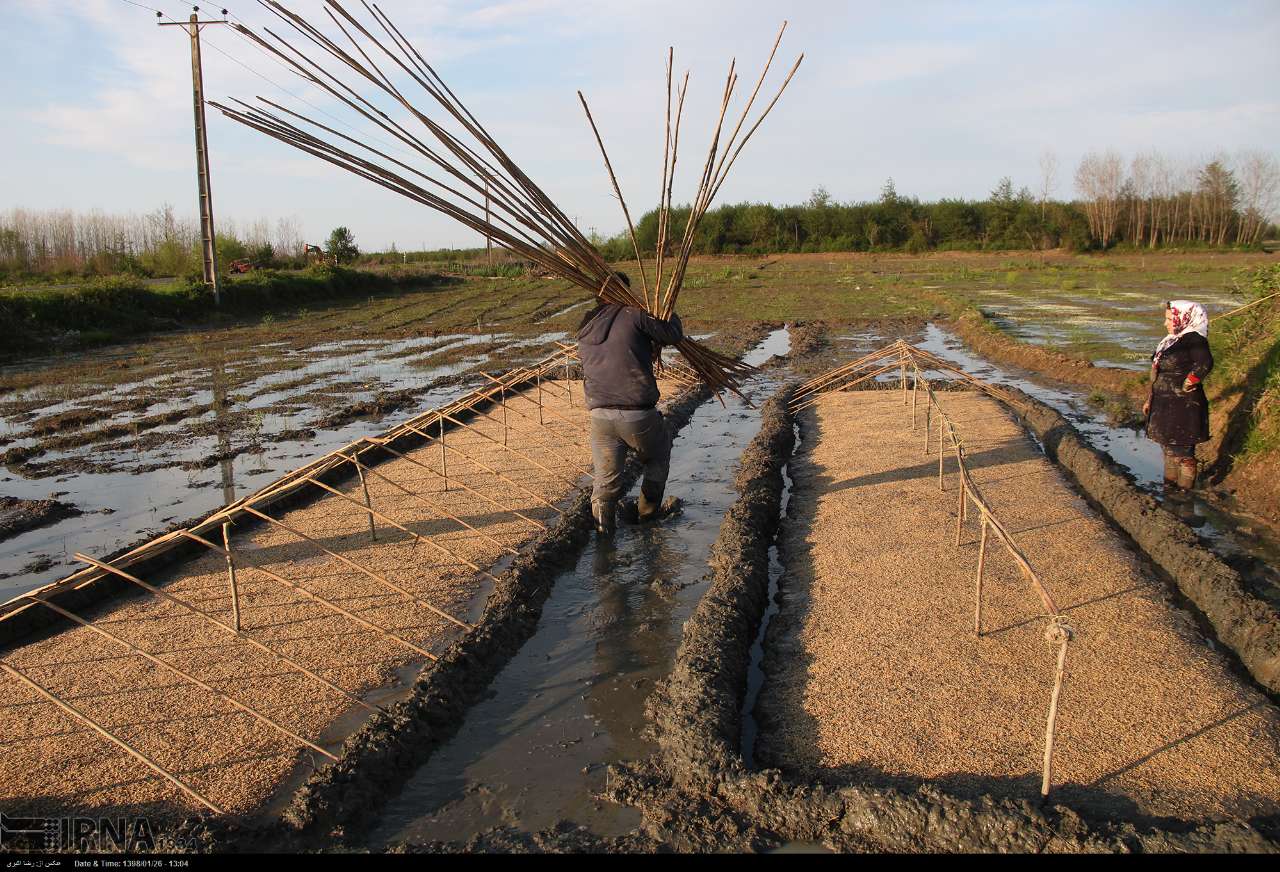 رشد حدود ۱۷۰ درصدی تولید بذرگواهی شده برنج در مازندران