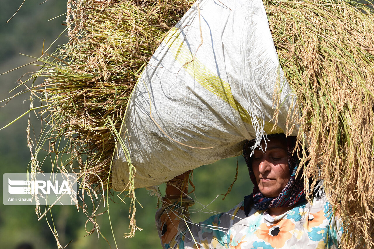 سرنوشت تاریک برنج  " روشن " در نگاه کشاورزان مازندرانی