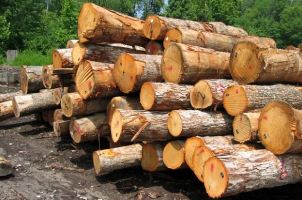 کشف یک تن چوب جنگلی قاچاق در محمودآباد 