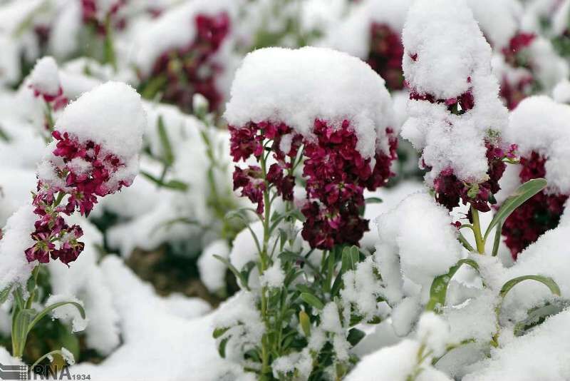 توصیه جهاد کشاورزی مازندرن به باغداران برای مقابله با سرما و یخبندان