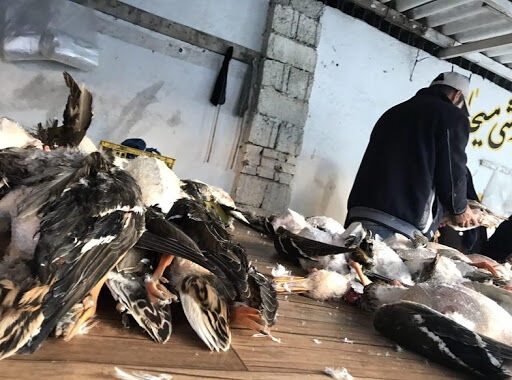 جان سختی بازار پرندگان فریدونکنار حتی در شرایط بحرانی