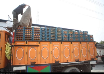 قیمت نوروزی پرتقال مازندران ۴۵ هزار ریال تعیین شد