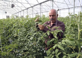 پرداخت تسهیلات حدود 500 میلیارد ریالی به گلخانه‌ای مازندران 