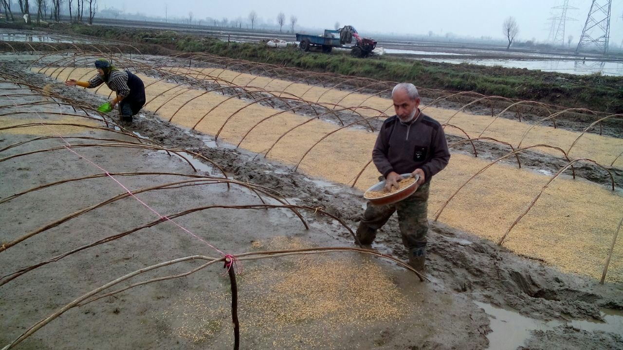 خزانه گیری برنج در شالیزارهای مازندران آغاز شد