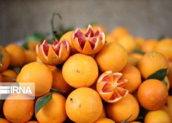 قیمت پرتقال مازندران بالاتر از تنظیم بازار عرضه نمی‌شود