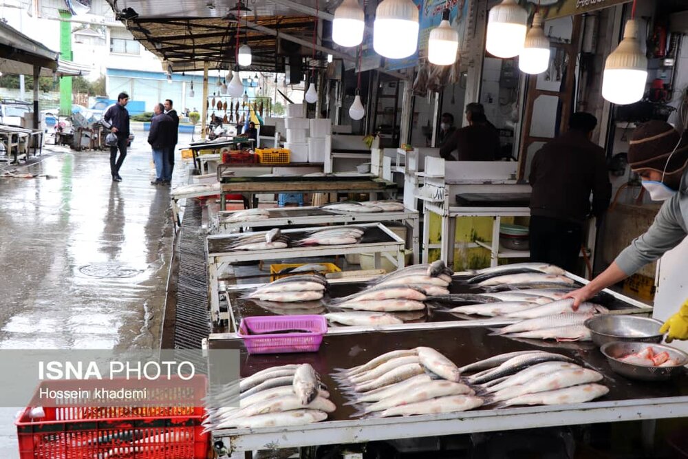 کم رونقی این روزهای بازار ماهی فریدونکنار
