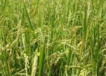 نشا مکانیزه برنج در 80 درصد از شالیزارهای میاندورود