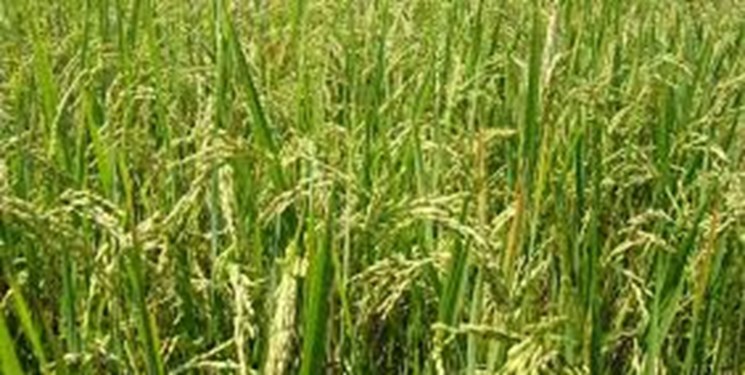 نشا مکانیزه برنج در 80 درصد از شالیزارهای میاندورود
