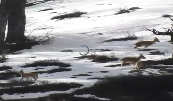 فیلم| لحظات زیبا از حیات‌وحش در منطقه شکار ممنوع سوادکوه