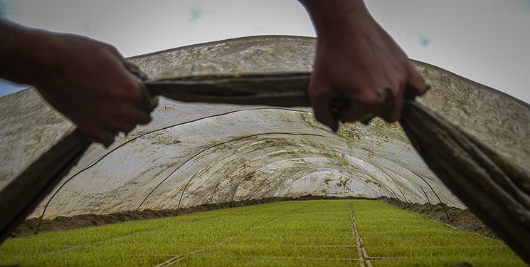 پیش‌بینی آماده‌سازی 100 هزار هکتار خزانه مکانیزه برنج در مازندران
