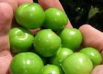پای نوبرانه‌ها به بازار میوه مازندران باز شد