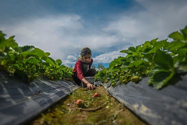 مازندران دومین استان پرورش و تولید توت فرنگی در کشور