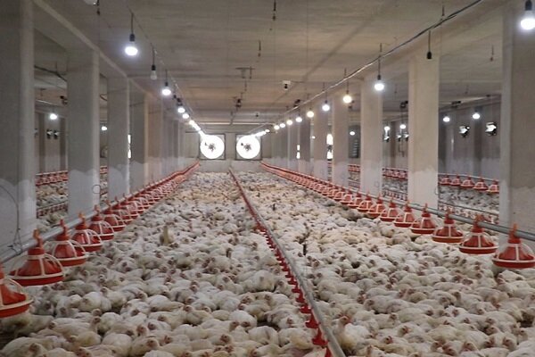سایه کرونا بر صنعت مرغداری در مازندران/ پشتیبانی ضعیف است