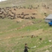 کوچ دام ها در مازندران به تعویق افتد
