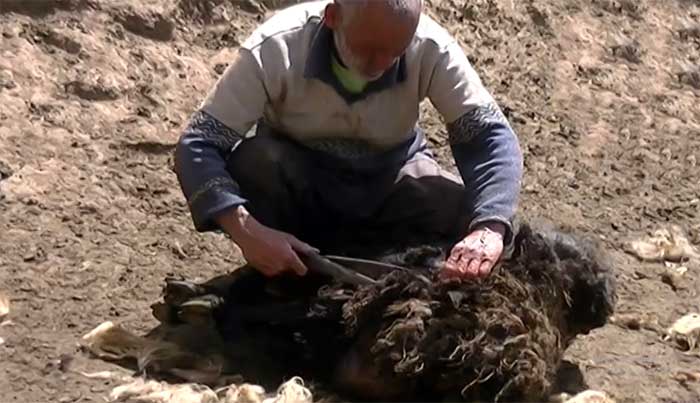 فیلم: سنت «گوسفندتراشی»، سنتی دیرینه بین دامداران چهاردانگه