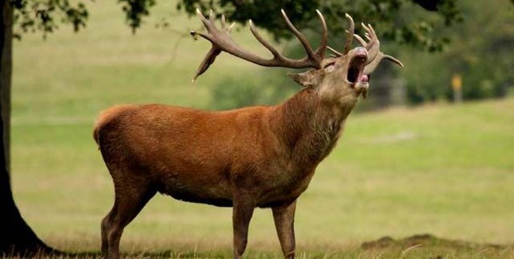 شکار به مدت 5 سال در جنگل‌های شمال کشور ممنوع شد