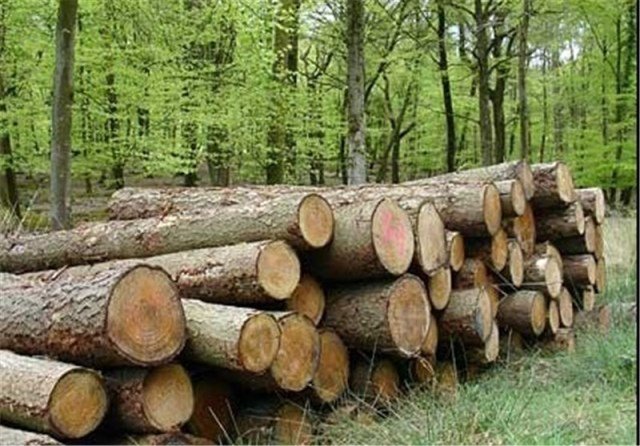 بزرگترین قاچاقچی چوب جنگلی در عباس آباد دستگیر شد