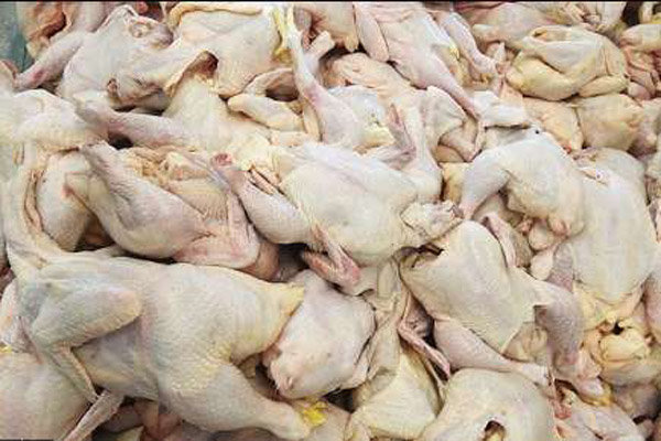 ۵۳۰۰ تن مرغ منجمد از مرغداران مازندران خریداری شده است