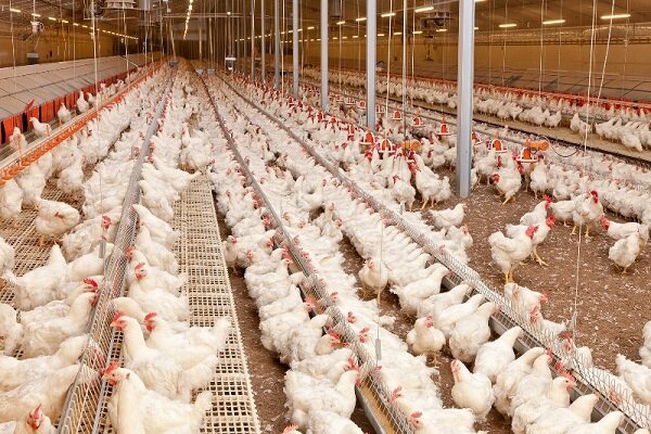 صادرات مرغ مورد توجه قرار گیرد