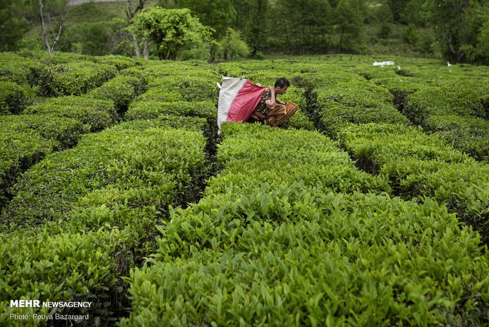 ۵۳ هزار تن برگ سبز چای از چایکاران گیلان و مازندران خریداری شد