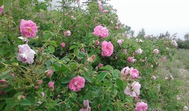 کاشت ۱۰ هزار اصله نهال گل محمدی در بخش های دودانگه و چهاردانگه