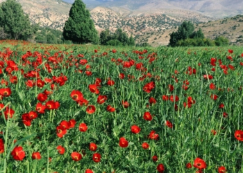 گزارش تصویری: طبیعت بی نظیر چهاردانگه در اردیبهشت ۱۳۹۹ ( قسمت دوم)