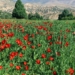 گزارش تصویری: طبیعت بی نظیر چهاردانگه در اردیبهشت ۱۳۹۹ ( قسمت دوم)
