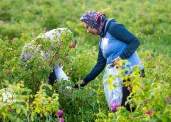 فیلم | برداشت گل محمدی در بخش دودانگه