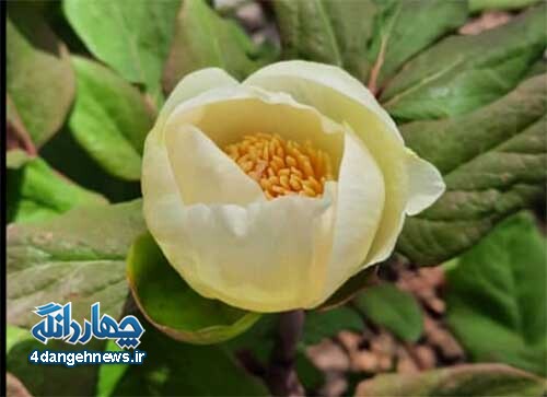 تصاویر: زیبایی های بهاری دامنه شاهدژ