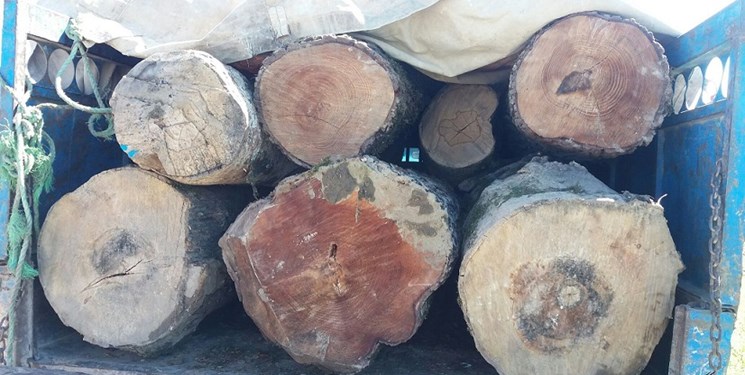 دستگیری بزرگ ترین قاچاقچی چوب در عباس‌آباد
