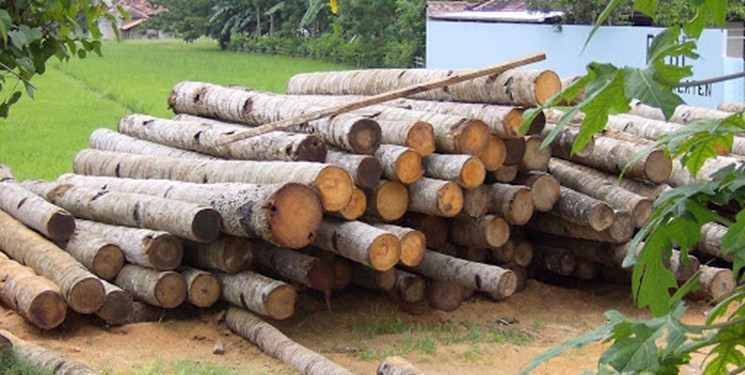 کشف بیش از 22 تن چوب‌آلات جنگلی قاچاق در شهرستان نور  و نکا